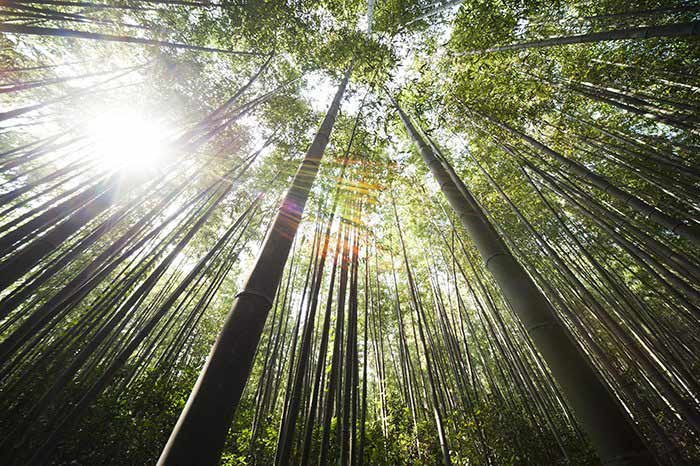 Materiaal: het verschil tussen lindehout en bamboe