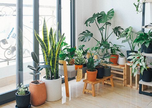 Wat is een botanisch interieur?